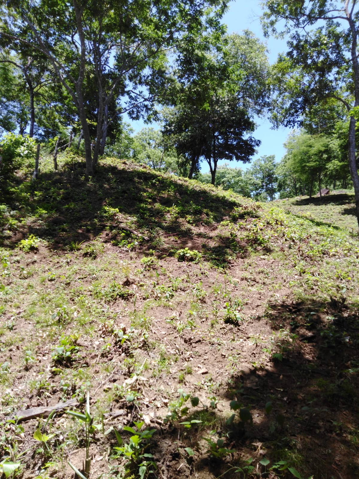 Terreno arbolado