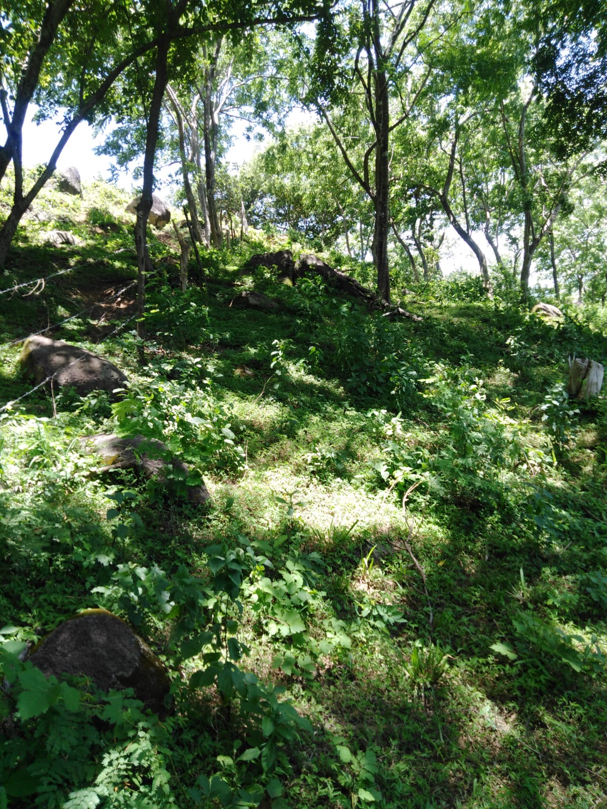 Bosque de la propiedad