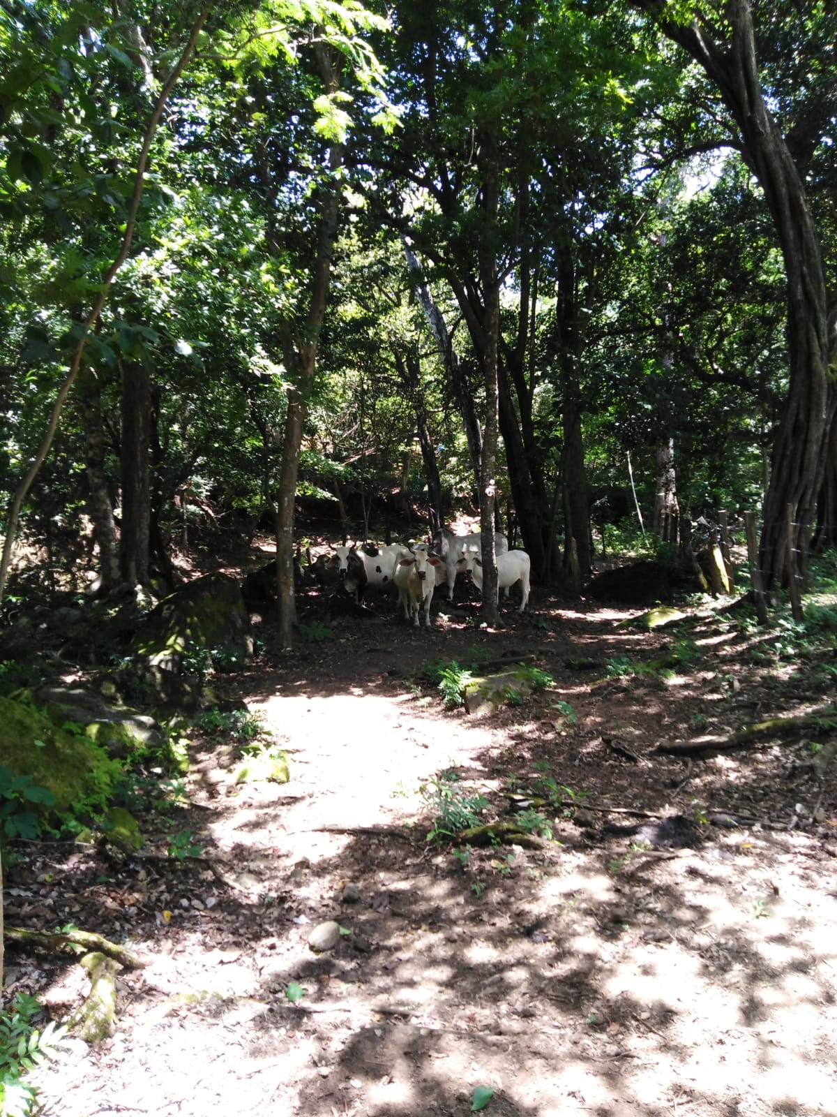 Área ganadera