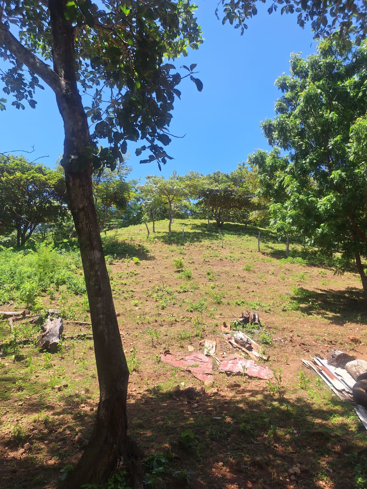 Arboleda y terreno
