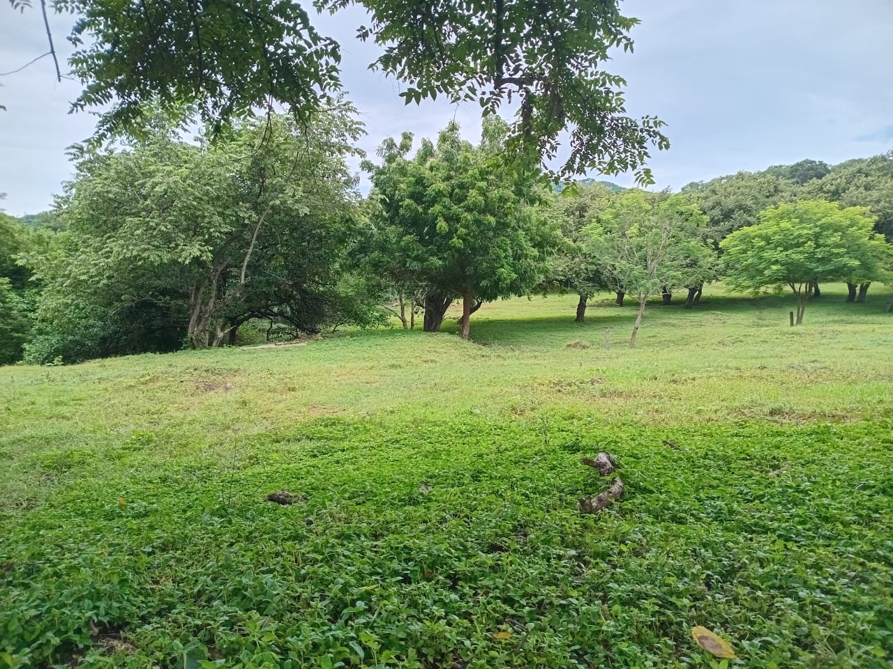 Premium development land in El Jobo photo 2