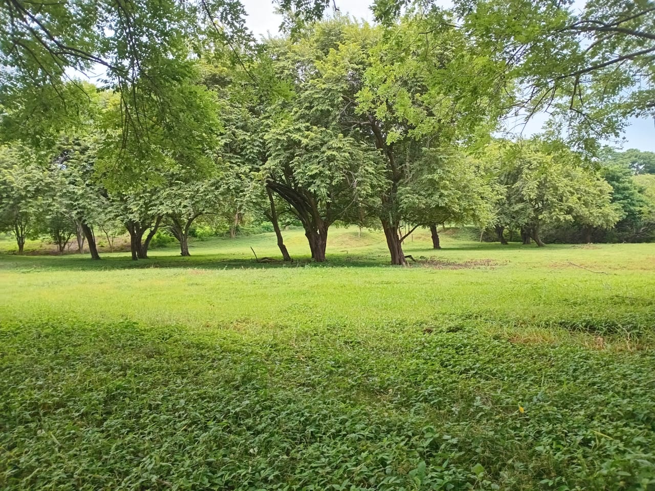 Premium development land in El Jobo photo 3