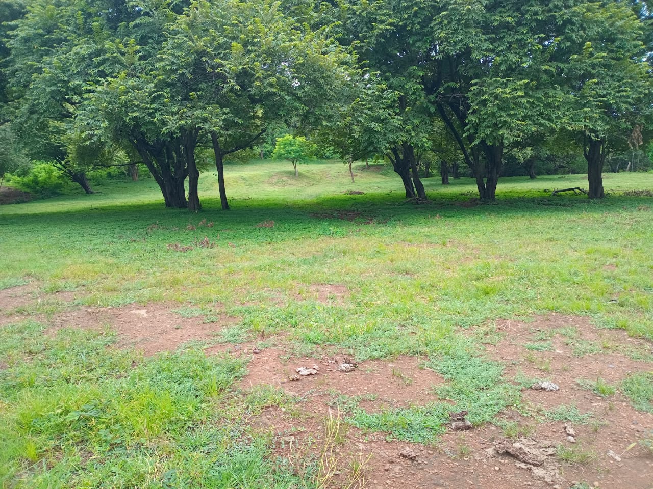 Área de desarrollo