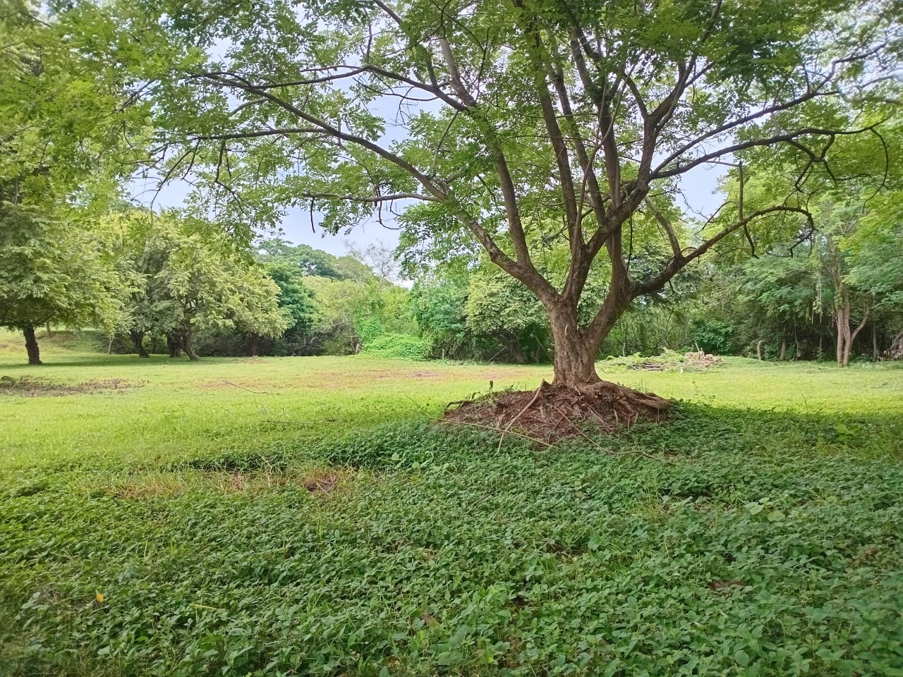Premium development land in El Jobo photo 4