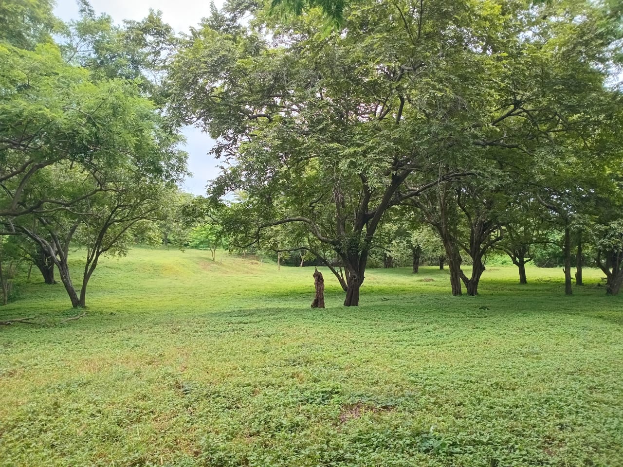 Vista interior del terreno