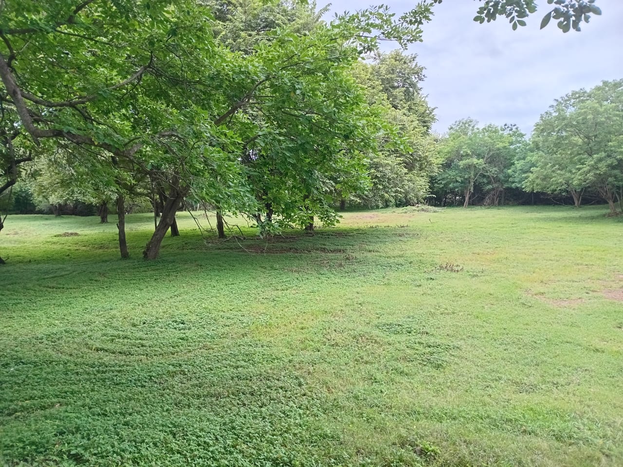 Premium development land in El Jobo photo 5