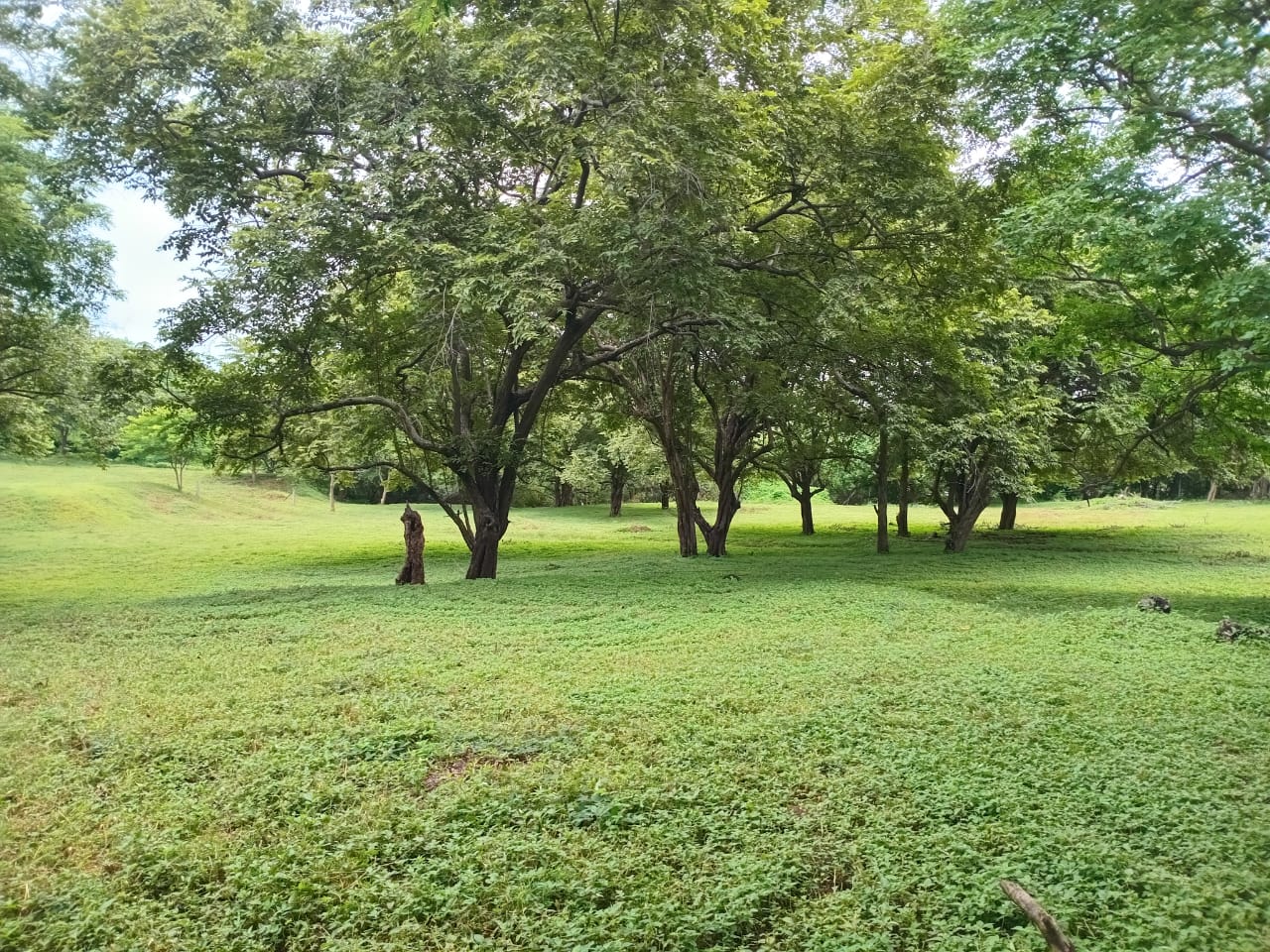 Área verde arbolada