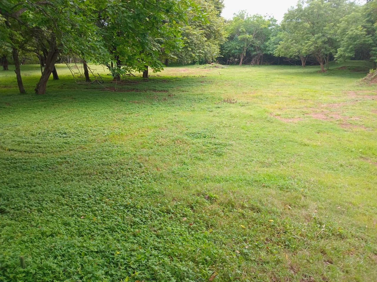 Premium development land in El Jobo photo 6